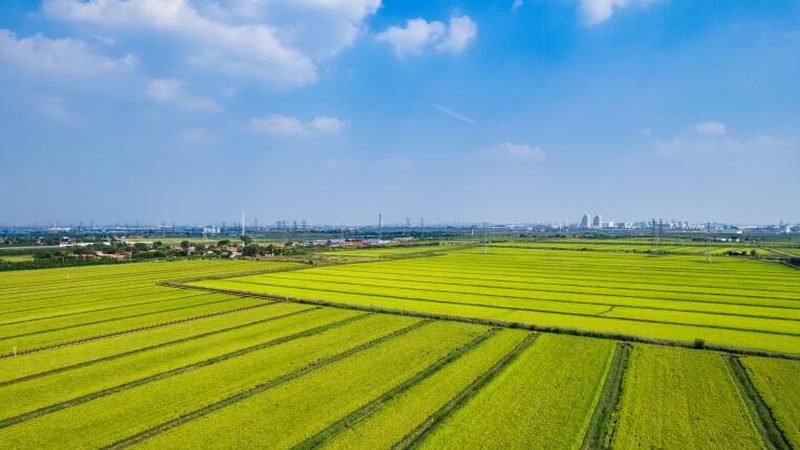农产品线下推广渠道全解析：传统与创新并行