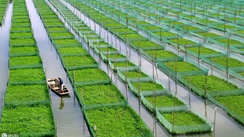 生鲜电商代运营：收费标准背后的行业逻辑