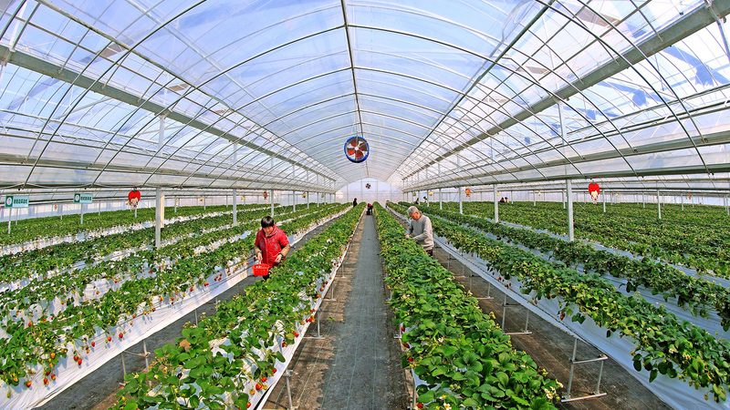 在选购农资批发品牌时，要避免以下误区：