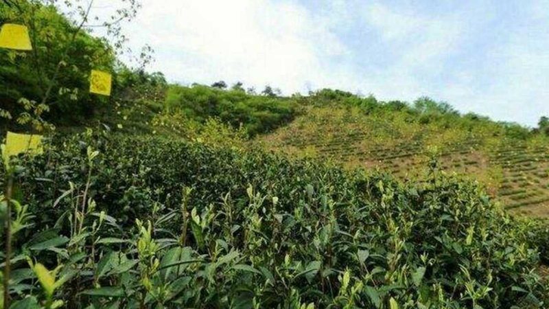 生态农业设备：助力绿色种植的未来之星