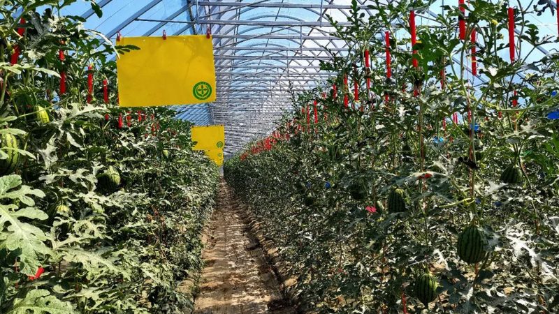 农业种植步骤解析：十大品牌对比解读