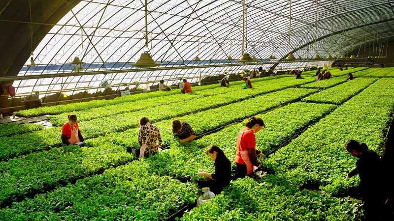 休闲农业节庆活动价格