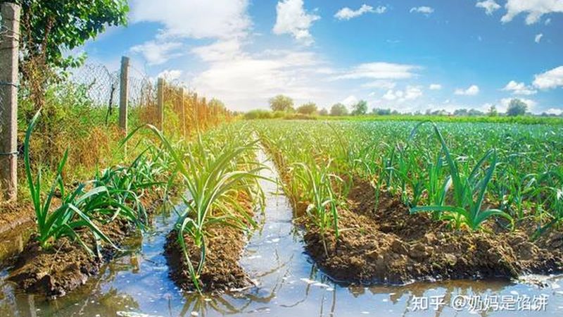 果园土壤改良步骤：科学养护，提升果实品质