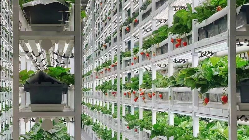 绿色食品标志背后的许可条件揭秘